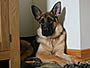 German Shepherd Mali at 5 months old